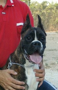 Étalon Boxer - La greta de Bellaterra