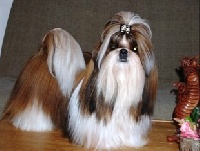 Étalon Shih Tzu - Viken's Du domaine des atlantes