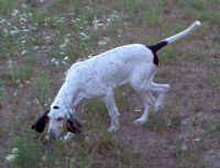 Étalon Grand gascon saintongeois - Ariane Des plateaux de la Burguiere
