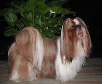 Étalon Shih Tzu - Chanelle de la perle tibetaine