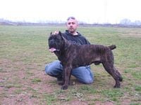 Étalon Cane Corso - CH. Rothorm Jy Dream Glam