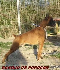Étalon Boxer - Basilio de fofocan de Bellaterra