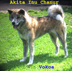 Vokoa of Orn Anong Valley