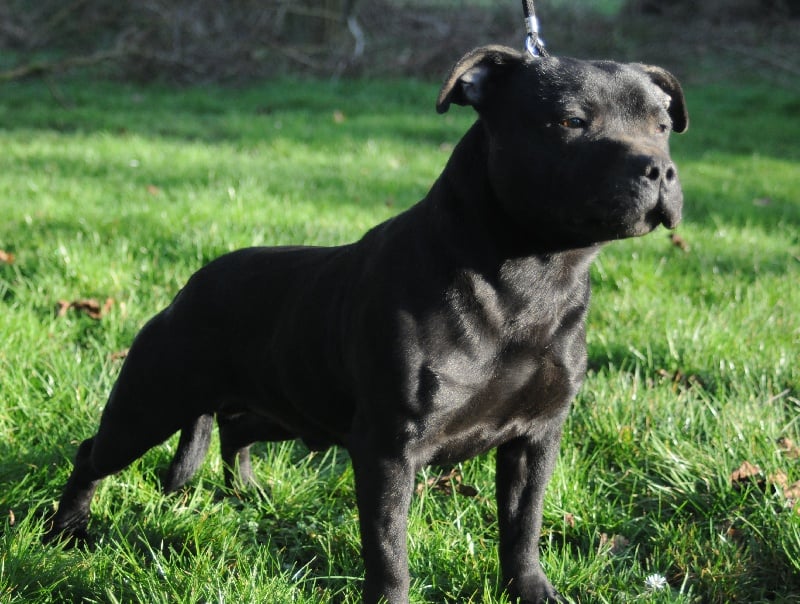 Von black alpaka booster of the upper staff kennel