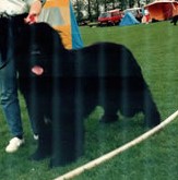 CH. A tail spin dulrick's