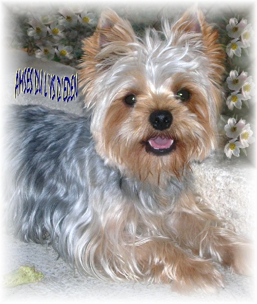 Amses du Ly's D'Eden