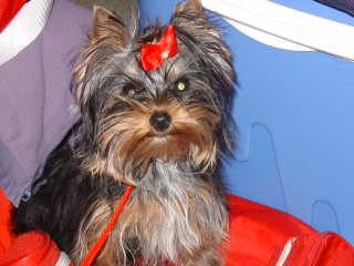 Azura magic Du roc skeyel