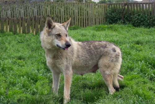 Taiga lupus bohemia Des hauteurs de la sole