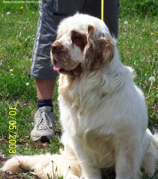 CH. Quendolina lady Z rajslu