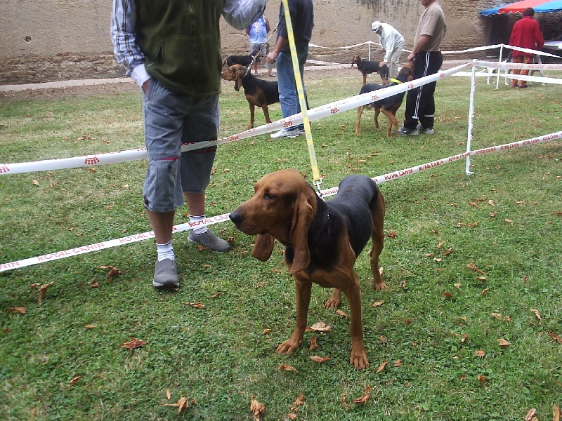 CH. Ugo (Sans Affixe)