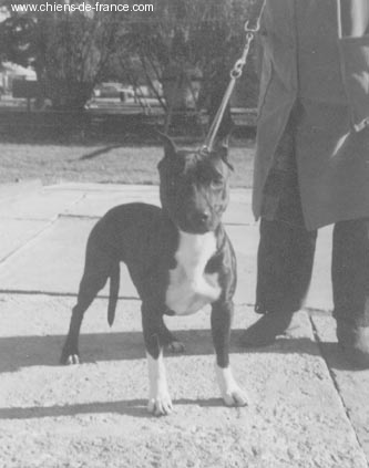 of X Pert Satin boots