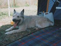 Étalon Bouvier des Ardennes - Rolf (Sans Affixe)