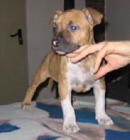 Étalon American Staffordshire Terrier - Mississippi red Michelle mccool