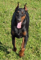 Étalon Dobermann - Texane Della via cona