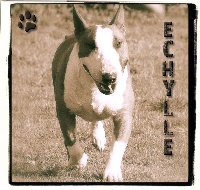 Étalon Bull Terrier - Echylle of Little Crazy Bull