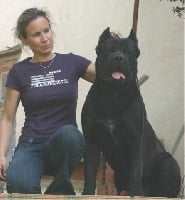 Étalon Cane Corso - CH. Rothorm Jy Dream Pepper