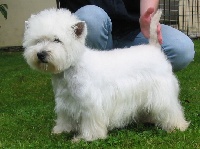 Étalon West Highland White Terrier - Azotte Du Clos des Trois Rivières