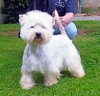 Étalon West Highland White Terrier - Uzy Des chardons st andre