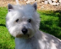 Étalon West Highland White Terrier - Very well Du Clos des Trois Rivières