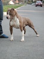 Étalon American Staffordshire Terrier - Pititon's Sancho panza