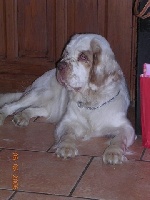 Étalon Clumber Spaniel - Angelin ice maiden Z vlciho dvora