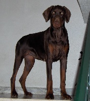 Étalon Dobermann - Valium Des Collines du Mordor