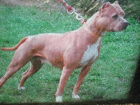 Étalon American Staffordshire Terrier - Pititon's Jiffy