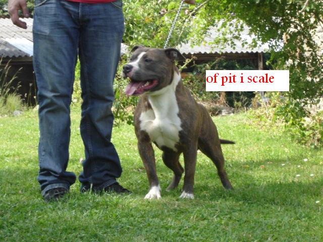 Pititon'S Kennel Very good(dit diego)élevage of pit-i-scale