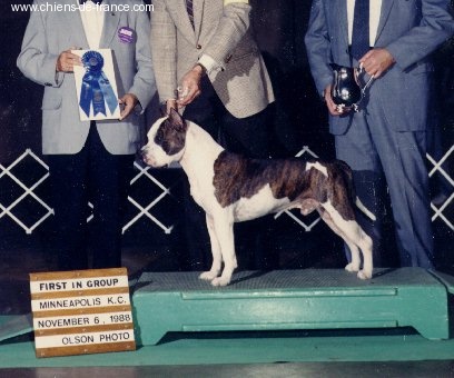 CH. Shondell's Tj rambo