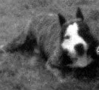 CH. Roll's One eyed jack cd