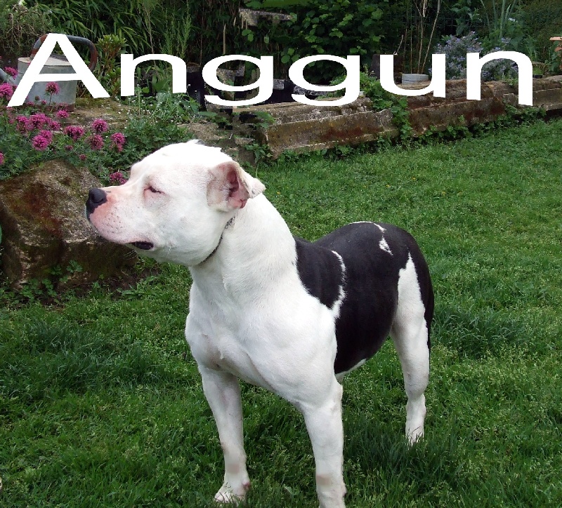 Anggun (Sans Affixe)