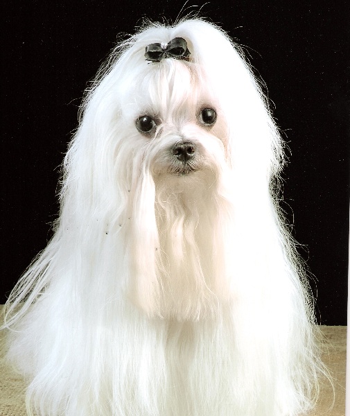 Vulcain du domaine de l'Aristochien