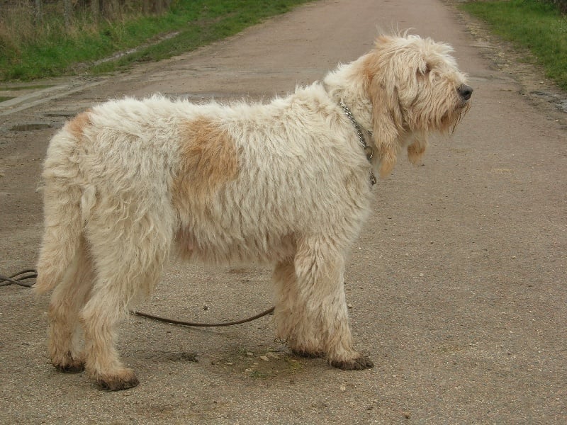 Regeante du sentier d'Aimeron