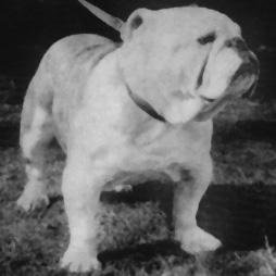 Publication : des Rolfy's Bulls 