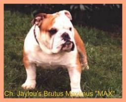CH. Jaylou's Brutus maximus