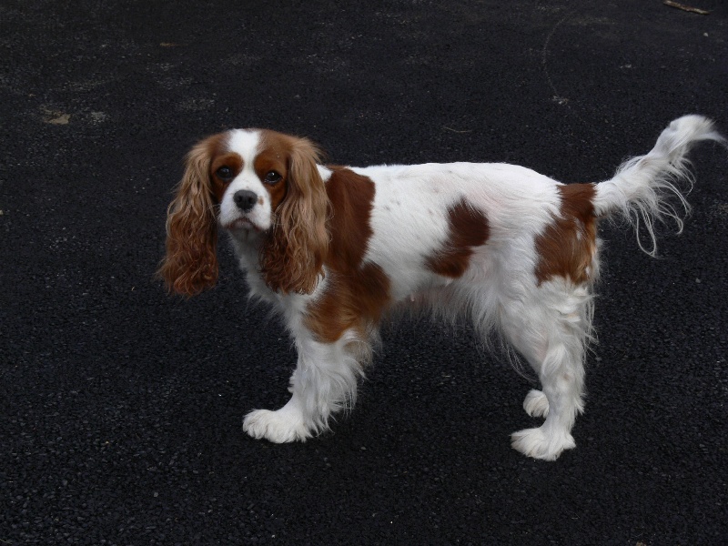 Ukraine Du Bassin De La Chanterelle