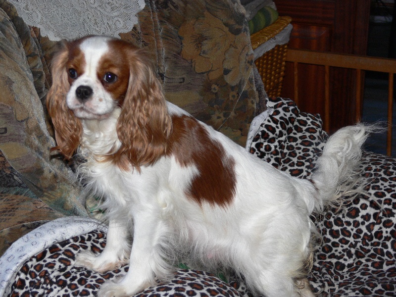 Publication : Du Bassin De La Chanterelle