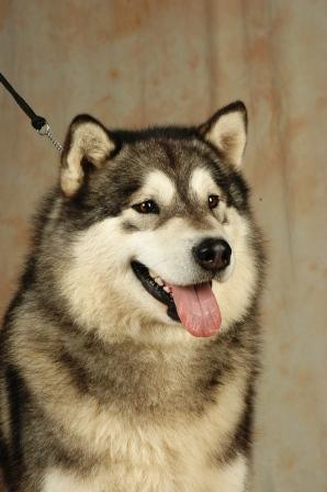 Publication : of Mac Kinley Tribe 