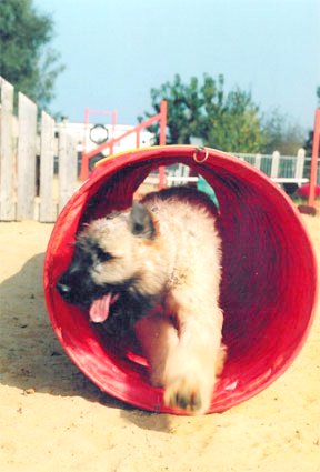 Publication : de la Genesis