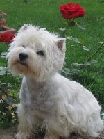 Étalon West Highland White Terrier - Des mats des oyats Usuaia