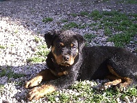 Étalon Rottweiler - Bahika (Sans Affixe)