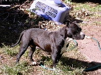 Étalon American Staffordshire Terrier - Twister du domaine des Alunts