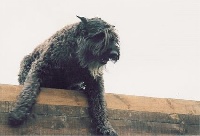 Étalon Bouvier des Flandres - Senna bica V.h. jormahof
