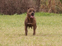 Étalon American Staffordshire Terrier - Sarry de l'Olympe de Nos
