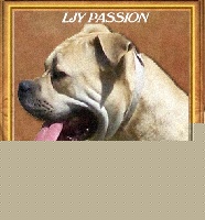 Étalon Dogue de Majorque - Missisipi rj Osanna