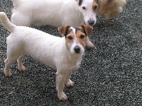 Étalon Jack Russell Terrier - Anthea Des halliers de la lierre