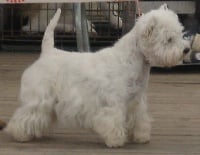 Étalon West Highland White Terrier - Best mémory De catextol