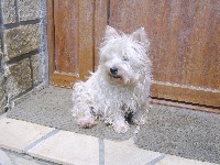 Étalon West Highland White Terrier - Vivette du Pre de L'Oseraie