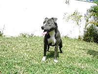 Étalon American Staffordshire Terrier - Venus de bluedogcity