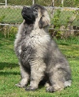 Étalon Berger Yougoslave de Charplanina - Anja Des hauts de malforêt